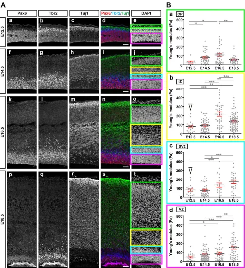 Fig. 2. Spatiotemporal measurement of tissue stiffness in the developing cortex. (A) Layers in the dorsal cortex at each embryonic stage were defined bythe immunostaining of markers of neural differentiation