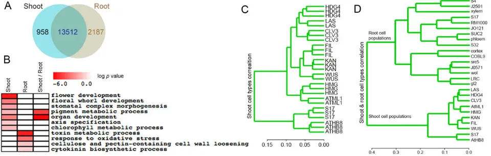 Fig. 4. A comparison of genes expressed in shoot and root cell type. (A) Venn diagram showing the intersection of genes detected in shoot and root cellpopulations