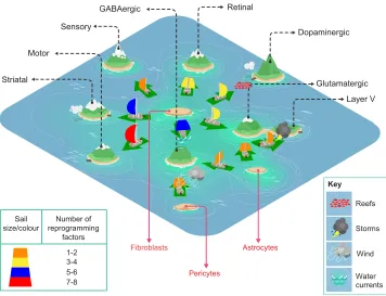 Fig. 4. The Cook Islands model applied to neuronal reprogramming. In the Cook Islands model, each island represents a different stable state