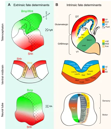 Fig. 1. Extrinsic and intrinsicdevelopmental fate determinants.(A,B) During nervous system development,extrinsic factors set specific regionalidentities: the cortex, ventral midbrain andneural tube