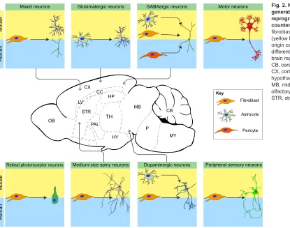 Fig. 2. Neuronal subtypes