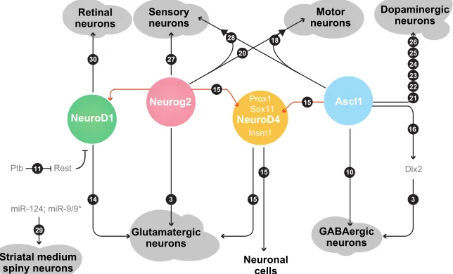 Fig. 3. Molecular cascades in direct neuronalreprogramming. To date, several different types ofneurons can be generated upon expression of specificmolecules, most of which are transcription factors.Among them, Neurog2 and Ascl1 are the most widelyemployed