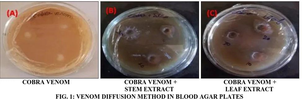 Fig. 2. The absence of dye and the changes were observed under the fluorescence which was seen in blood agar slides Fig