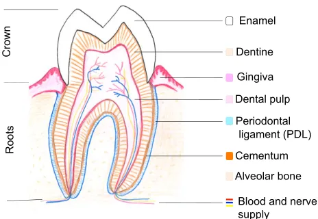 Fig. 1. Diagram of a section through an adult human molar tooth. Enameland dentine encase the dental pulp, which is mainly fibroblastic and containsthe blood and nerve supply for the tooth