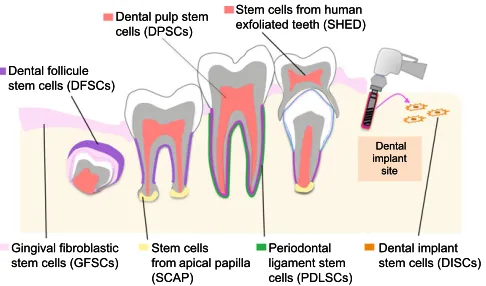 Fig. 2. The dental and associated tissues from which differentpopulations of dental MSCs can be isolated
