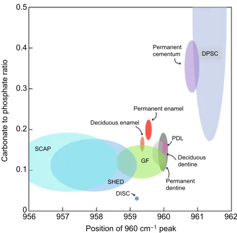 Fig. 4. Different dental MSC populations form mineral of varyingcomposition. Analysis of the mineral produced from different dental MSCpopulations in vitro reveals that each population produces mineral with aslightly different carbonate to phosphate ratio
