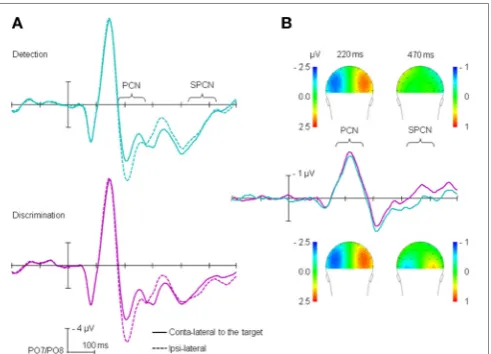 FIGURE 2 | Stimulus-locked ERPs: (A) for the ipsi-and contralateralelectrodes relative to the target position, separately for the detectionand discrimination tasks; (B) difference between contra- and ipsilateralelectrodes