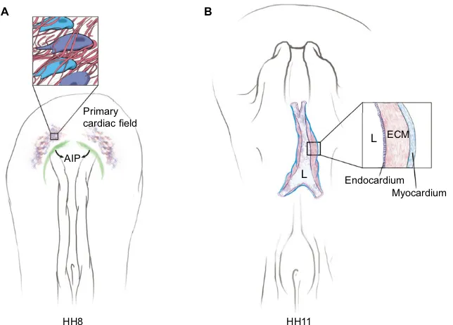 Fig. 2. Tissue-scale motion dominates amniote heartformation. (A) Medial displacement of the primarycardiac field is driven by the centripetal forces (arrows) ofanterior intestinal portal (AIP; green) regression