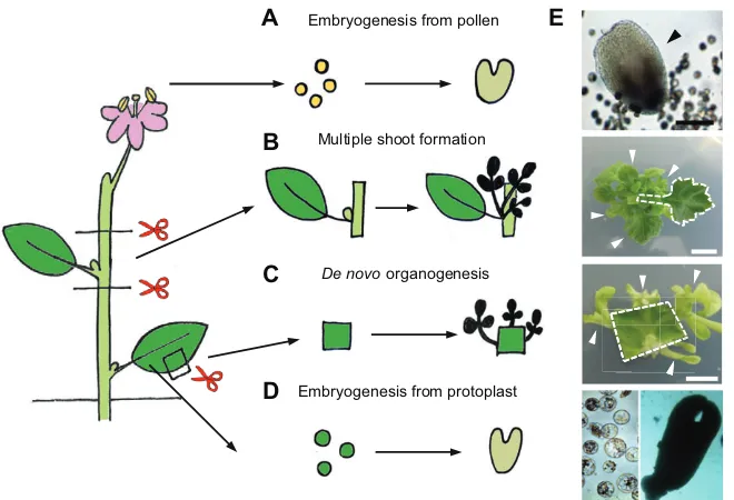 Fig. 3. Diverse forms of regeneration in the in vitrotissue culture environment. Regeneration in vitrocan be induced from (A) pollen, (B) cut stems, (C) leafcuttings and (D) protoplasts
