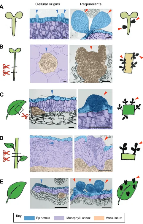 Fig. 4. Cellular basis of plant regeneration. (A) Somatic embryogenesis fromof hypocotyls show that epidermal trichome initial cells (blue arrowheads) giverise to new embryos (red arrowheads)