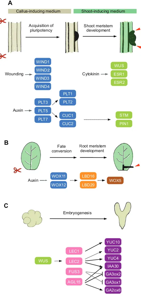 Fig. 5. A molecular framework for plant regeneration. (A) A schematicCUC2and PIN1 further regulate patterning and formation of the meristems (redarrowheads)
