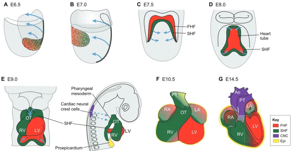 Fig. 2. Lineage contributions to the forming heart. (A-D) During gastrulation at E6.5-E7.0 (A,B), mesodermal and endodermal cells corresponding to distinctorgan territories, including heart progenitors from the first heart field (FHF, red) and second heart