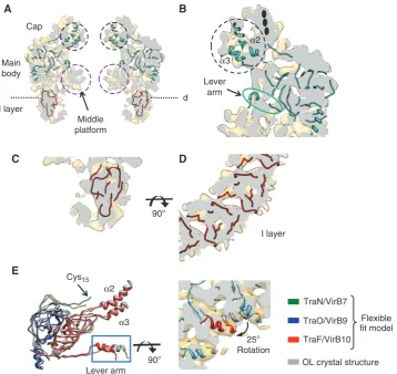 Figure 3 Modelling and ﬁtting of atomic data in the cryo-EM map of the CCsubunit of the original atomic structure (grey) of the OL, and the corresponding subunit of the atomic model after ﬂexible ﬁtting (TraN/VirB7,TraO/VirB9 and TraF/VirB10 are shown in g