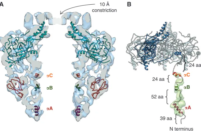 Figure 4 Modelling and ﬁtting of atomic models in the cryo-EM map of the FLCC. (VirB10 in the FLCC
