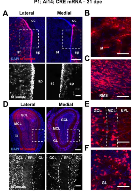 Fig. 2. In vivo CRE mRNA electroporation allows highly efficient andstable genetic recombination