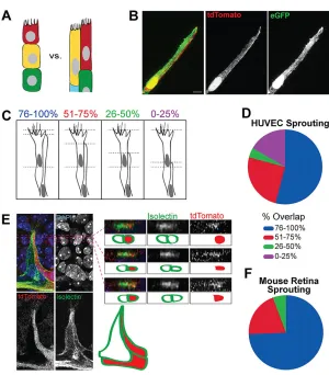 Fig. 1. Multiple endothelial cells occupy the tip position inblood vessel sprouts.(green, endothelial marker) and DAPI (blue, nuclear marker).Right, orthogonal views and diagrams show overlap ofendothelial cells near the tip