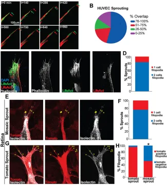 Fig. 2. Endothelial cell dynamics lead to tip celloverlap.with only labeled cells at tip
