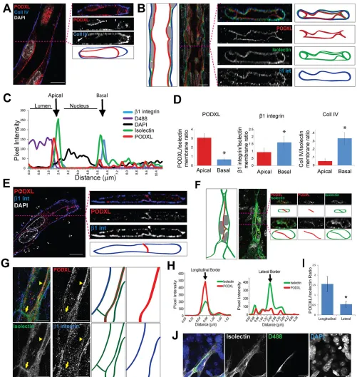 Fig. 3. Polarity markers localize in sprout tips and define a longitudinal apical border