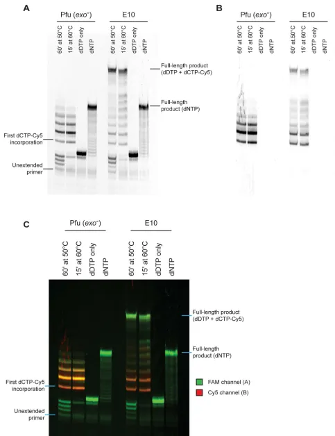 Figure 2. Summary of primer extension assays. A) Key primer extension reactions visualised via the FAM channel