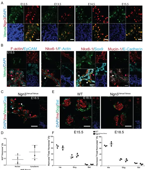 Fig. 1. Characterization of Ngn3-Venus fusion (NVF) reporter mouse line. (A) Immunohistochemical analysis indicates the same spatiotemporal expressionpattern of NVF and endogenous Ngn3 expression in heterozygous NVF (Ngn3+/Venus) pancreatic sections from E