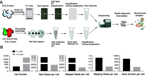 Fig. 1. Experimental design and workflow to capture and profile single embryonic cardiac cells