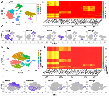 Fig. 2. Cell type analysis of single cardiac cells. (A) Unsupervised analysis of the whole transcriptional expression data revealed the C1 profiled single cellsgrouped into six cell clusters