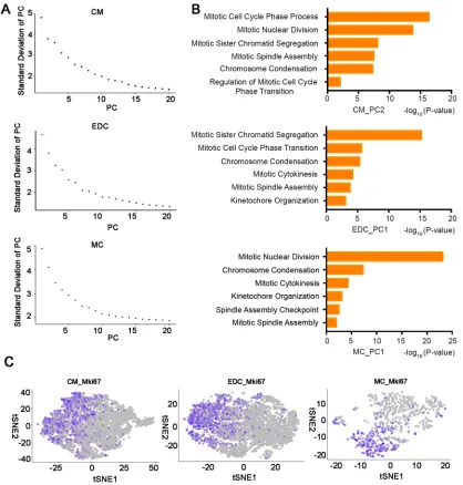 Fig. 3. Variation in the expression of cell cycle genes represents a main principal component in the cardiac cell population