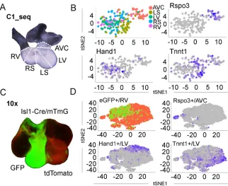 Fig. 4. Anatomical zone analysis of CMs.
