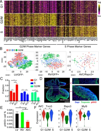 Fig. 5. Cell cycle phase analysis of CMs. (A) Theexpression heatmap of genes used to define