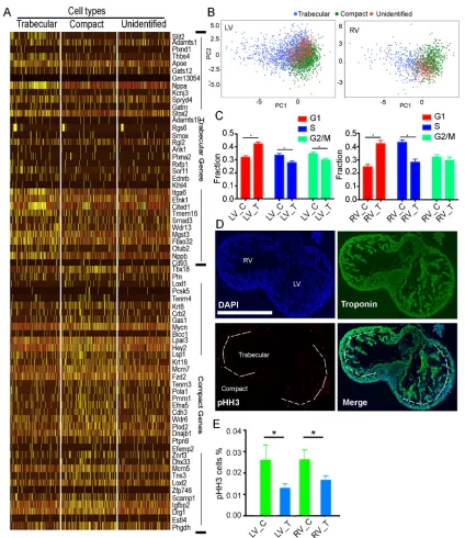 Fig. 6. Cell cycle phase analysis of CMs from compact and trabecular myocardium. (A) The list of genes used to define compact versus trabecularrespectively, represent compact and trabecular CMs from RV