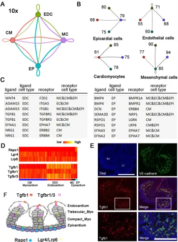 Fig. 7. Analysis of cell-cell interactionsbetween CMs and other cell types.Enlarged images of the boxed region inthe second row of images are shown inthe bottom row