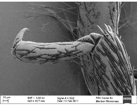Figure 2. SEM image of a Golden Stonefly claw 