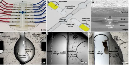 Fig. 2. Layout and use of the dielectric guide-based electroporation device. (A) Global view of the microsystem, one of the fluidic networks being filled witha Bromophenol Blue solution to highlight connectivity