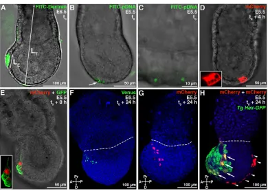 Fig. 4. Localised VE electroporation of E6.5 and E5.5 embryos with 15 V and 50 ms pulses, using 110×60 µm2respectively
