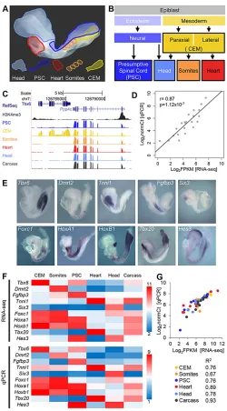 Fig. 1. Transcriptome analysis of six tissues from TS12 mouse embryosby RNA-seq provides qualitative and quantitative differential expressiondata