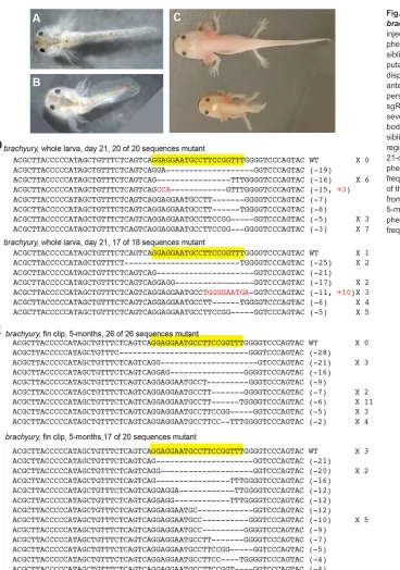 Fig. 2. Efficient targeted mutagenesis ofbrachyury ortholog. (A,B) Whereas animalsinjected with nls-EGFP mRNA display nophenotype at 21 days post-fertilization (A), theirsiblings injected with sgRNA directed against aputative brachyury ortholog and cas9dis