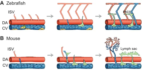 Fig. 1. An overview of lymphatic system development. Schematic model ofearly lymphatic development in zebrafish (A) and mouse (B)