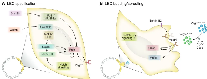 Fig. 2. Signaling pathways and molecular mechanisms controlling lymphatic specification and sprouting