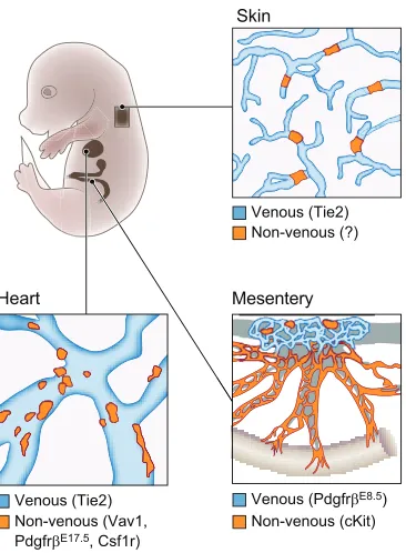 Fig. 4. The origins of organ-specific lymphatic vessels in the mouse