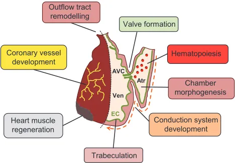 Fig. 1. The endocardium and its contribution to heart development andfunction. Schematic representation of a two-chambered adult zebrafish heartwith its single atrium (Atr) and ventricle (Ven); one half of the heart is shown insection view to reveal intrac