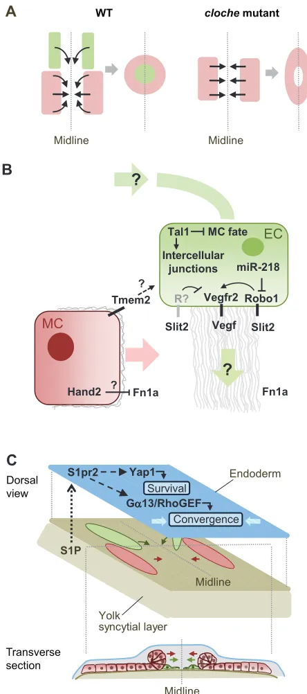 Fig. 2. Endocardial-myocardial interactions during cardiac progenitorcell migration in zebrafish.of the endoderm