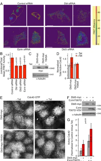 Figure 6. Dbl3 drives polarized Cdc42 ac-tivation. (A and B) Caco-2 monolayers trans-fected with siRNAs were analyzed for Cdc42 activity using a FRET biosensor