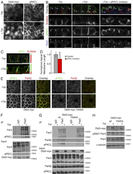 Figure 9. Dbl3 controls progression of the Par3–Par6–aPKC pathway.antibodies against Myc and aPKCthen processed for immunofluorescence and analyzed by confocal microscopy