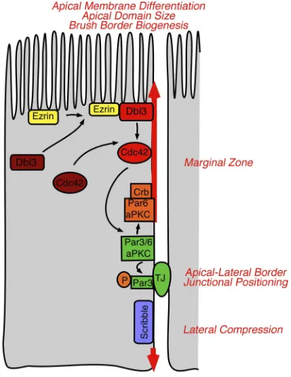 Figure 10. Scheme of Dbl3 function. A schematic drawing of an epithelial cell along with the processes regulated by Dbl3: apical differentiation, apical domain size, brush border biogenesis, apical lateral border posi-tioning, and lateral compression