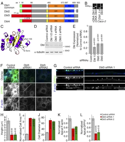 Figure 1. Dbl3 regulates epithelial differentiation. (A) Scheme of Dbl splice variants