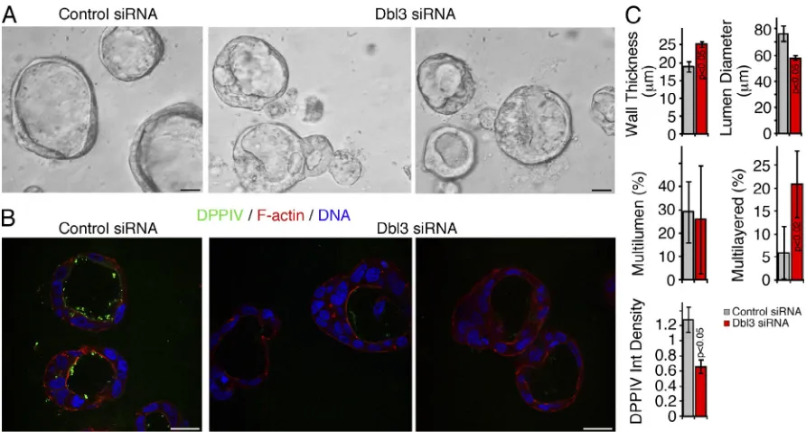 Figure 2. Dbl3 is required for differentiation in epithelial 3D cultures. Caco-2 cells were transfected with control and Dbl3 targeting siRNAs and were then cultured in 3D matrices before examination by phase contrast (A) and fixation followed by staining 