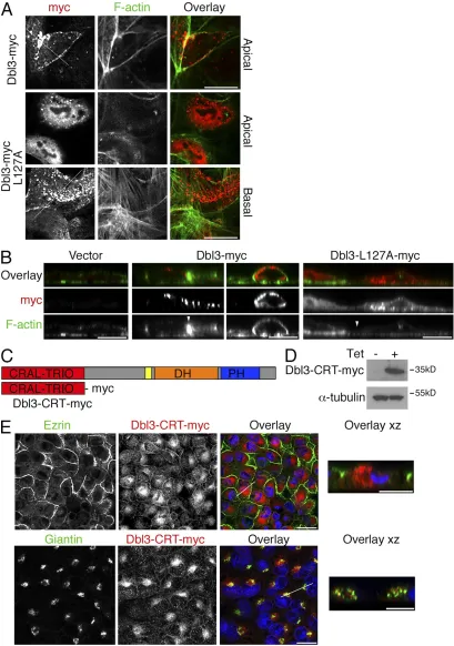 Figure 4. The Cral-Trio domain is required for Dbl3 localization. (A and B) Caco-2 cells were transiently transfected with myc-tagged cDNAs encoding wild-type Dbl3 or a mutant carrying a point mutation that substitutes a leucine residue that is conserved i