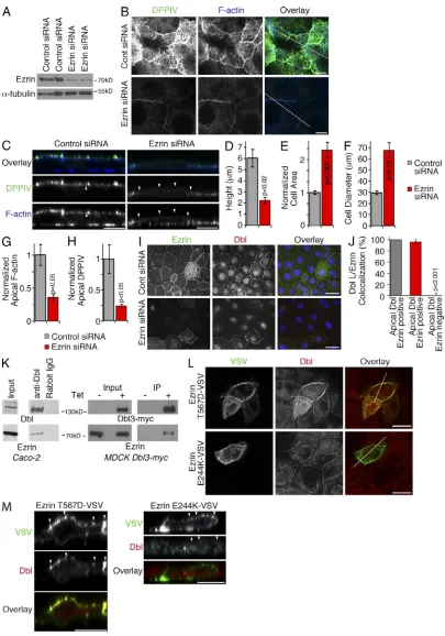 Figure 5. Ezrin is required for apical recruitment of Dbl3.fluorescence and confocal microscopy (B–H)