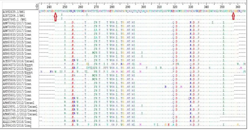 FIG. 3: THE SEGMENT OF S1 GLYCOPROTEIN SELECTED FOR STUDY 