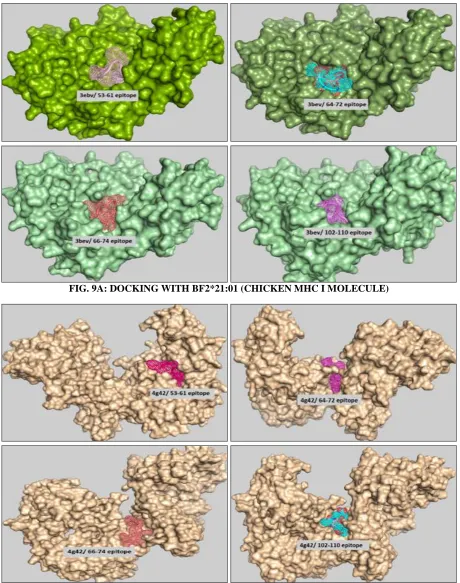FIG. 9B: DOCKING WITH BF2.0401 (CHICKEN MHC I MOLECULE)   